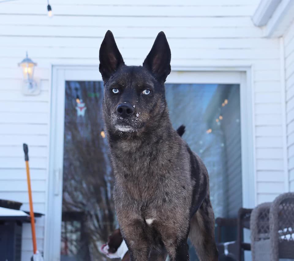 Diesel, submitted by Jessica Bauer